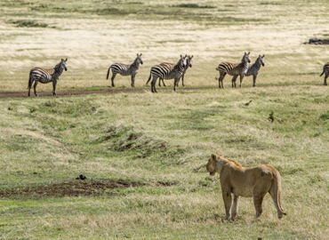 Lake Manyara National Park · Ngorongoro Crater