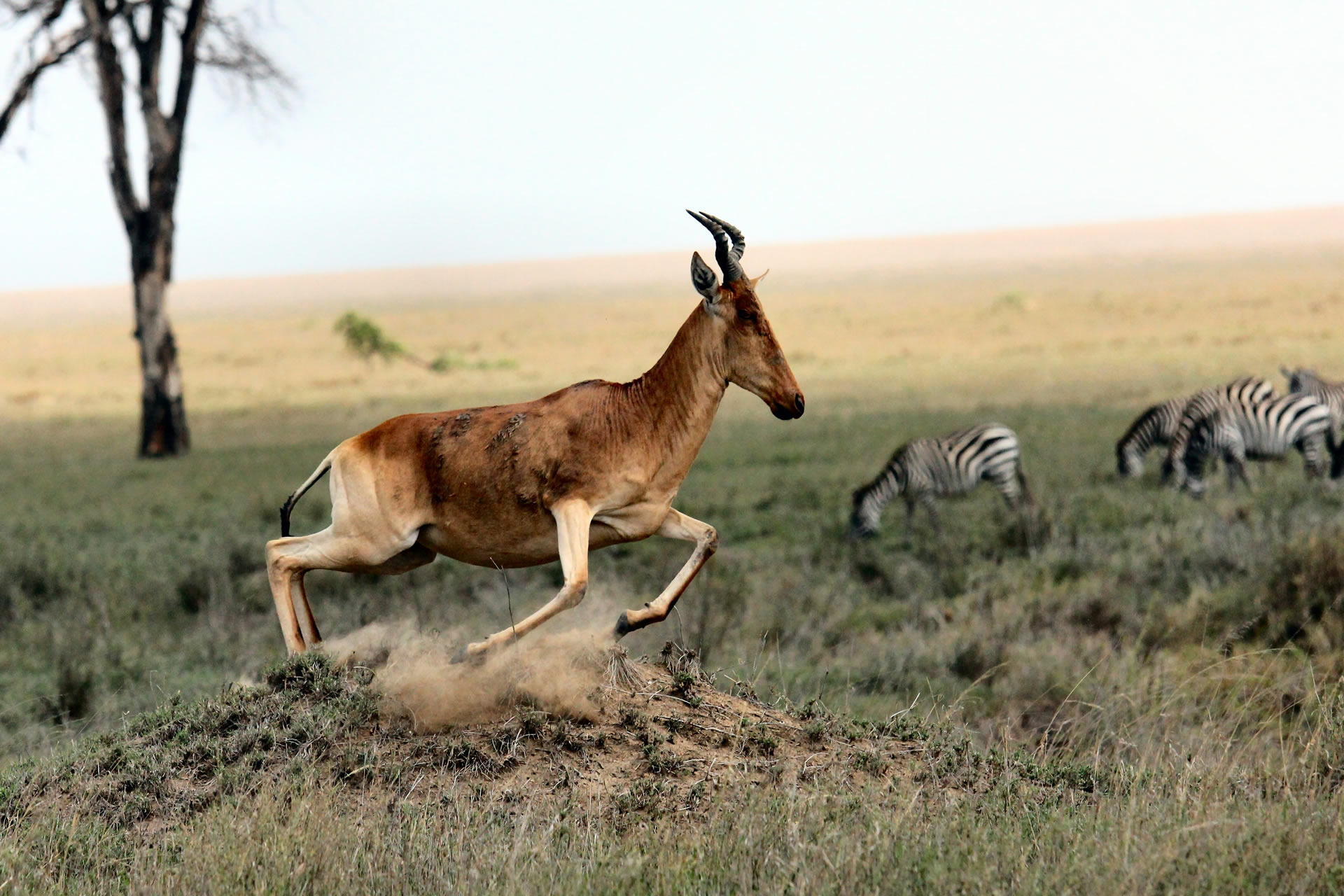 Ndutu New Life – 4-Day Ndutu Calving Season & Ngorongoro Safari